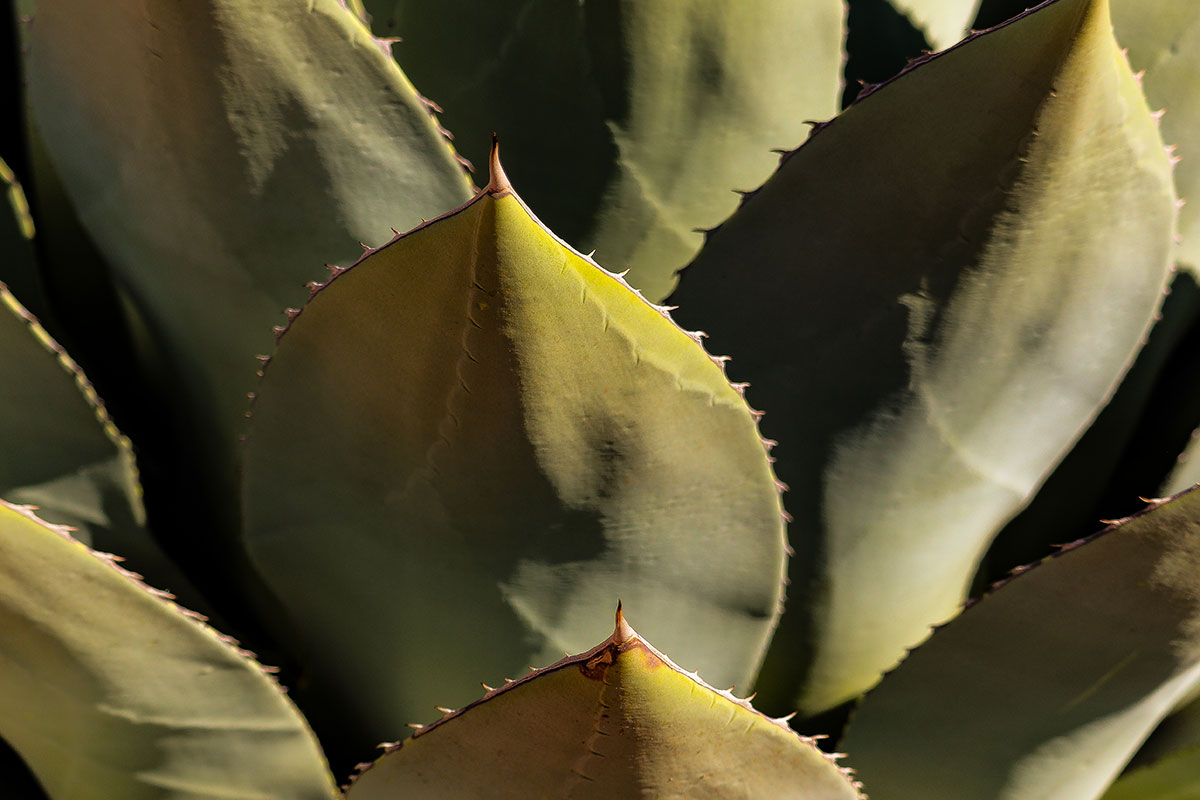 Artichoke Cactus