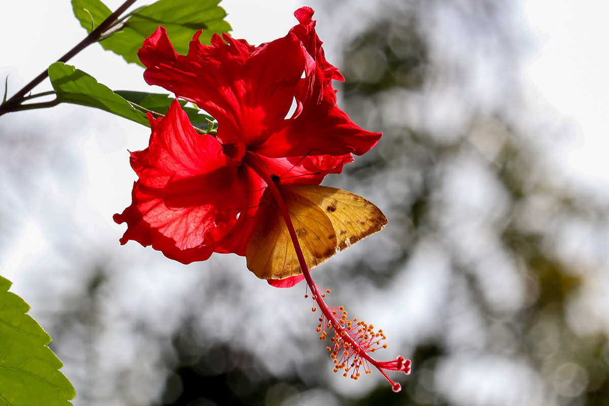 Hibiscus and Butterfly