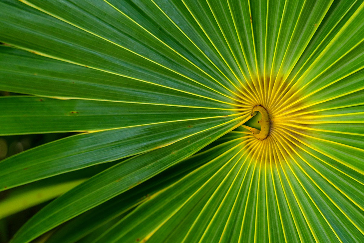 Palm in Roatan